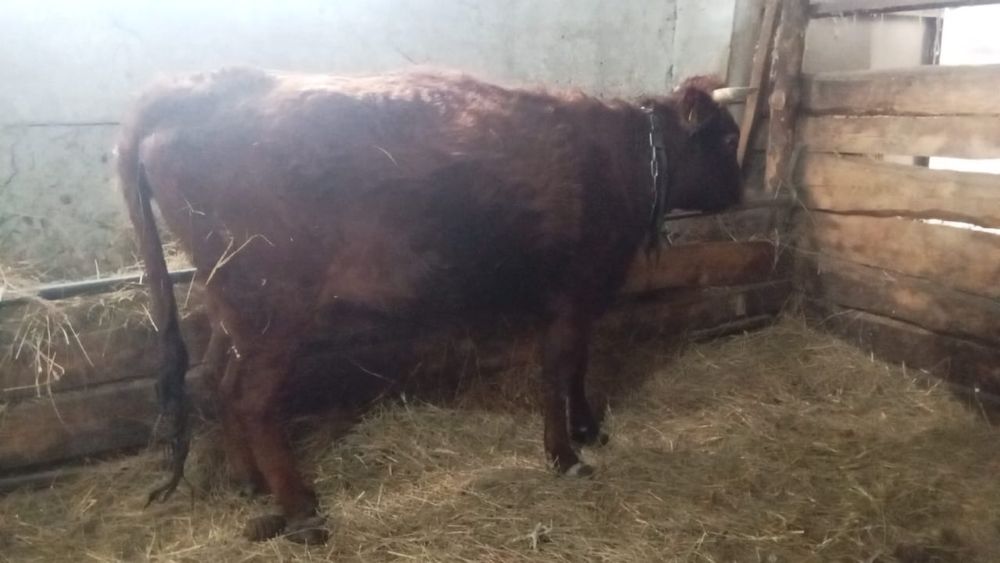 Продам телку стельная