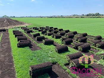 Газон рулонный газон посевной