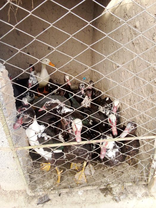 Indutkalar sotiladi.