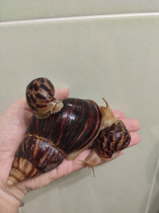 Продаются улитки ахатина
