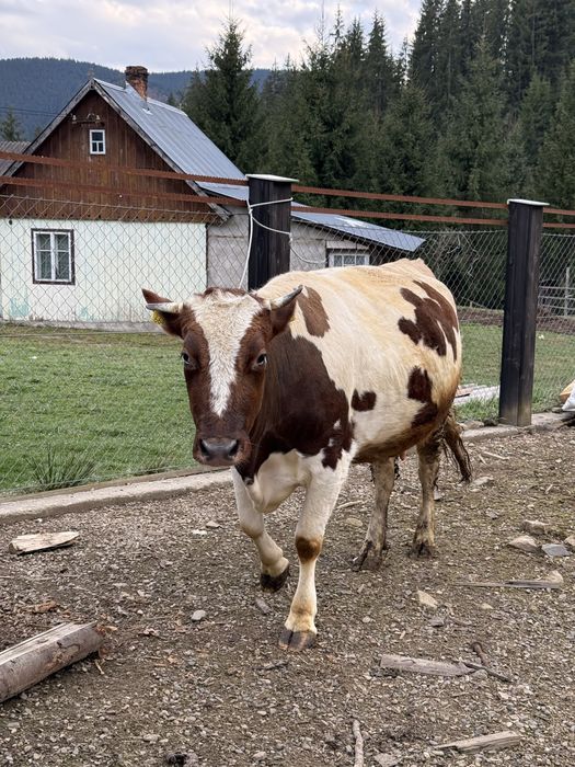 Vaca (la al doilea vitel)