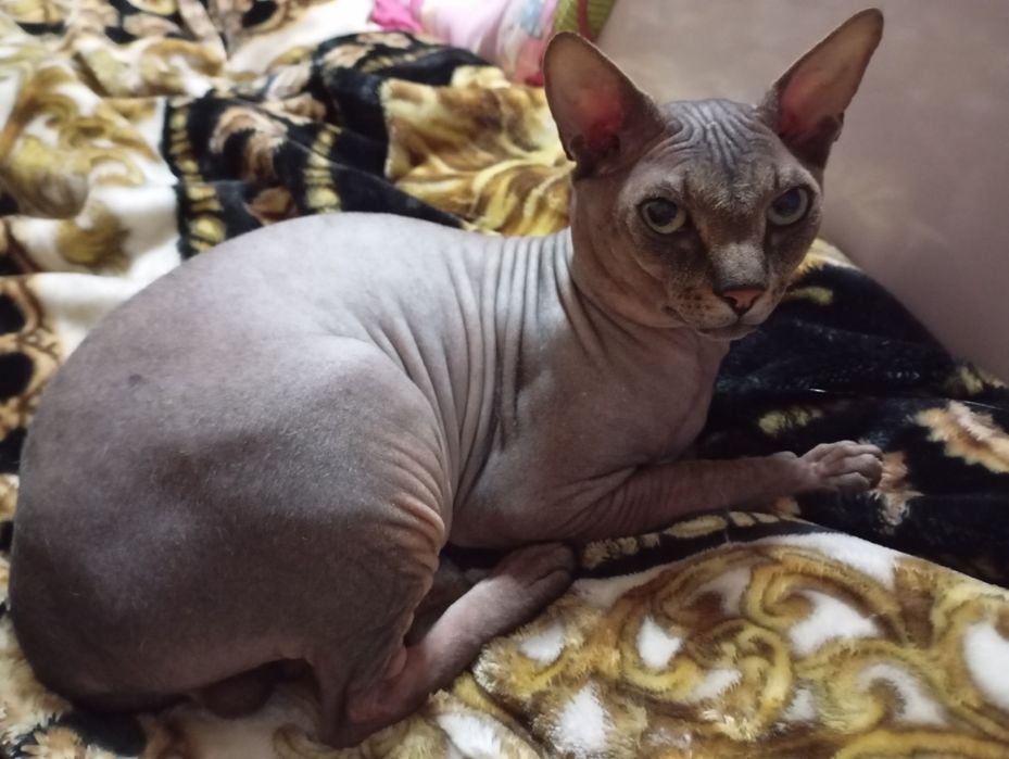 Вязка канадский сфинкс