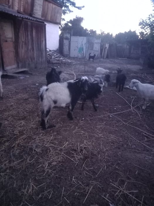 Жирных козы продам