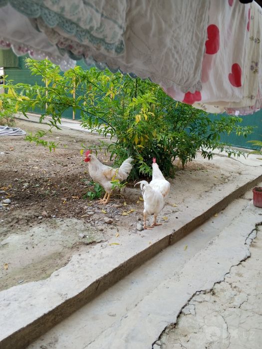 Xoroz sotiladi uyda boqilgan