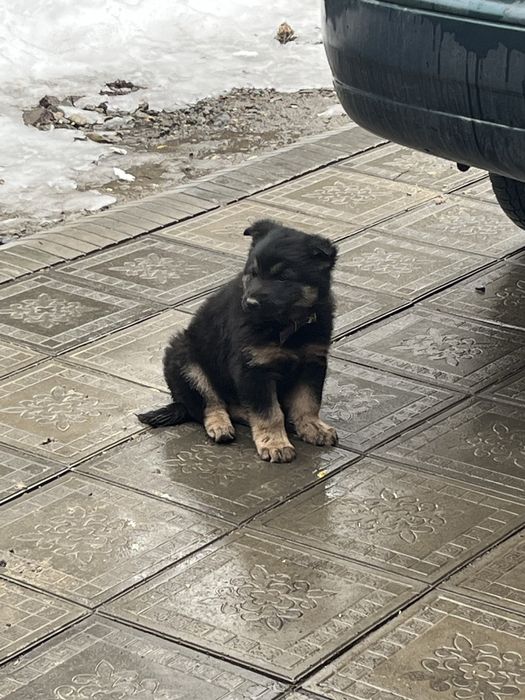 Европейски овчарка