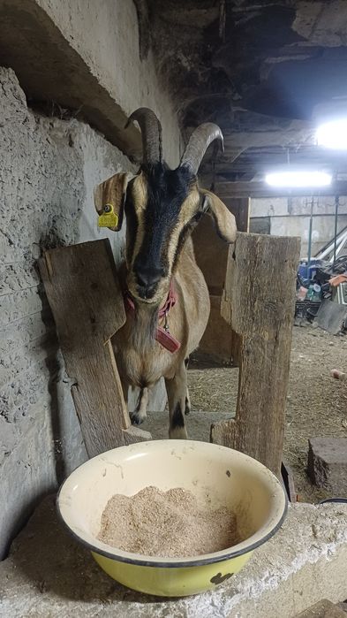 Продам козу.  Дойная