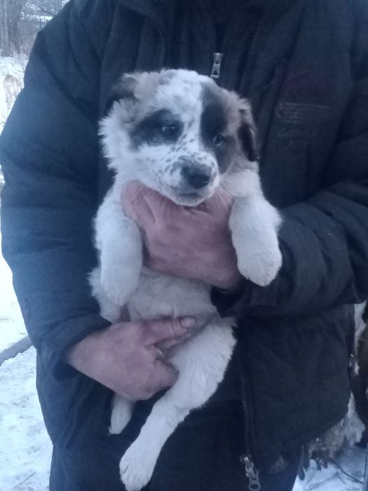 Очаровательные щенята