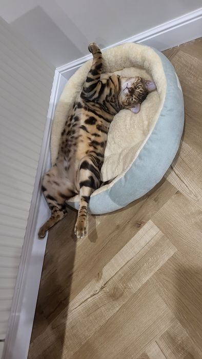 Продам кота Бенгал