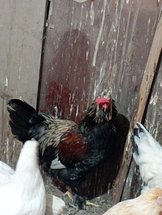 Продам петухов 4-5 мес