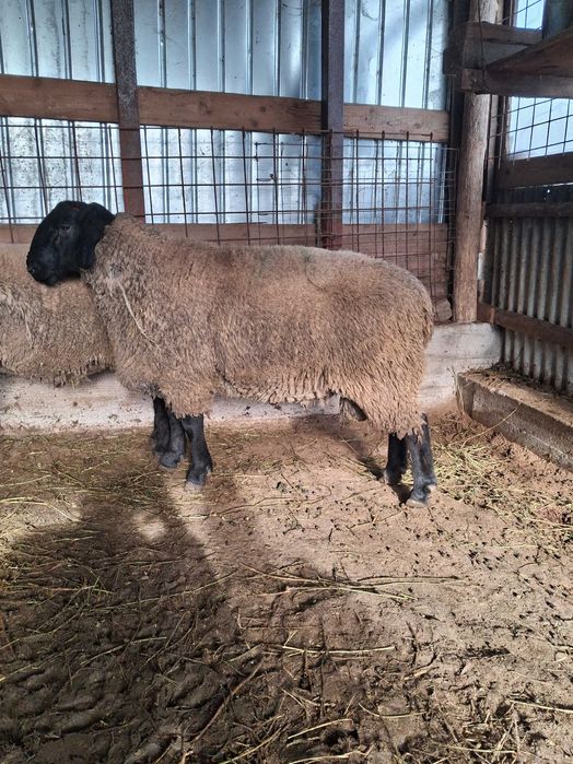 Vand berbecut Suffolk