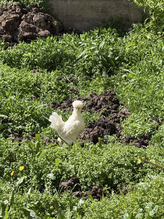 Yapon tovuqlar sotiladi yoki Obmenga