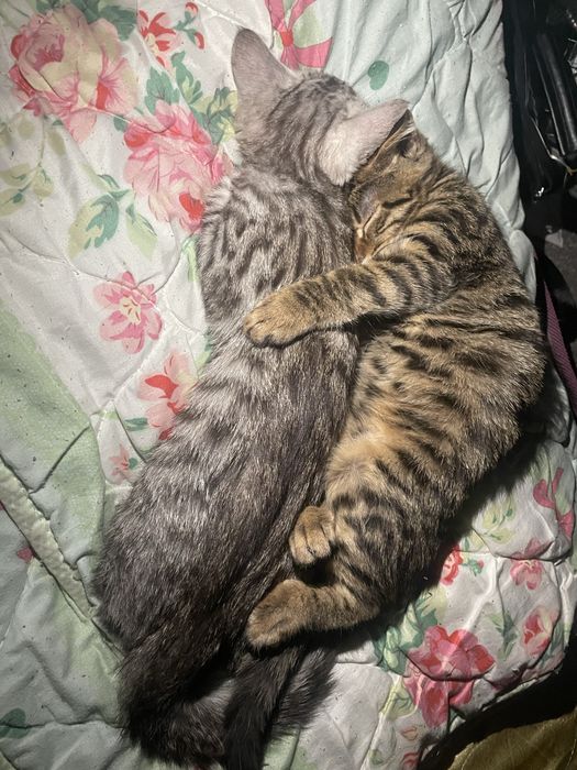 Котята , кошка и 1 кот
