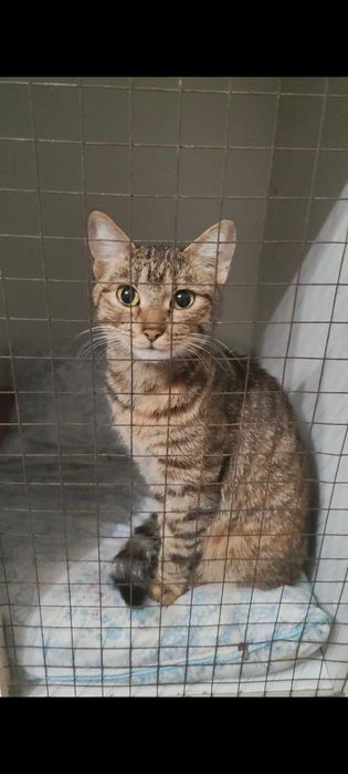 Умная кошечка ищет дом