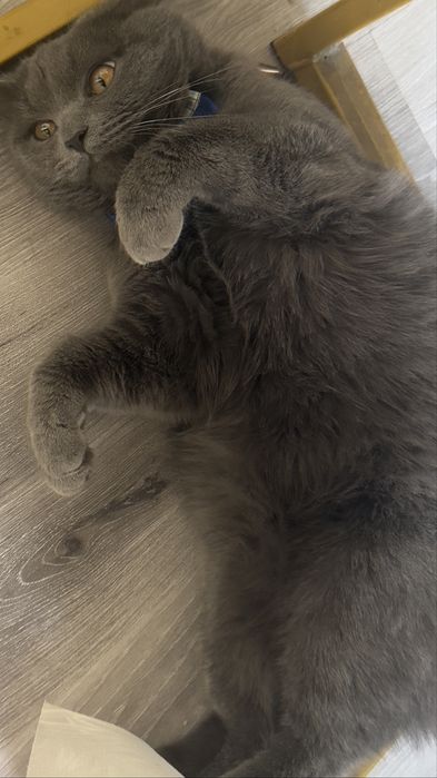 Chistakrovni skotish strite damashni uyda boqilgan narxi  500 mingsoʻm