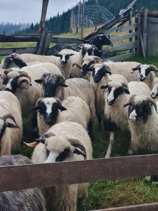 Vând optsprezece  oi și doi berbeci breji