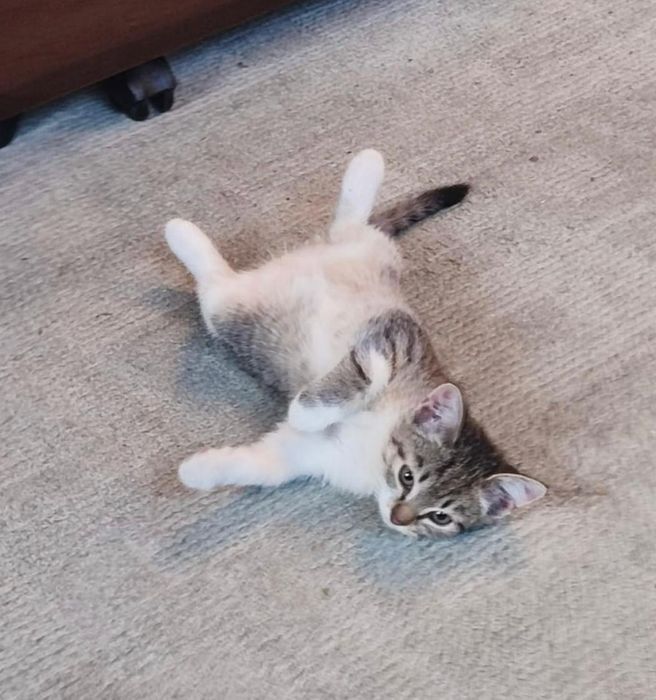 Отдадим котёнка в добрые руки!