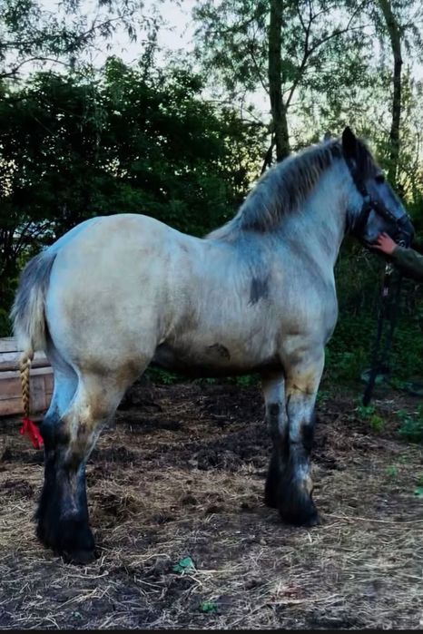 Vand manz de 2 ani Percheron pretul se discuta la telefon