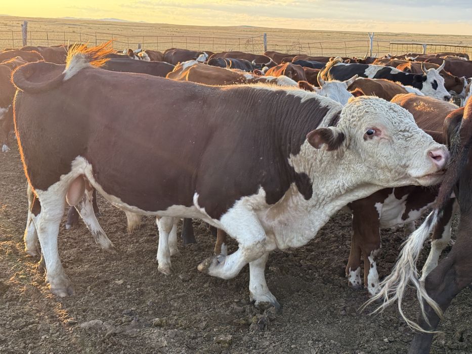 Ақбас бұқа 2 категориялы