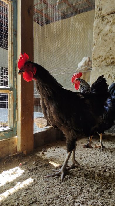 Xurozlar sotiladi Qora shaxzoda tuximidan chiqqan