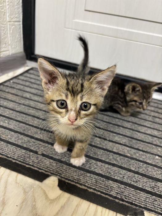 Отдам котят в добрые руки