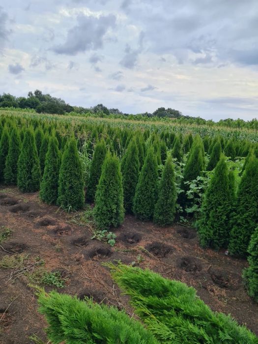 Tuia brazi mesteacan forme bosai pini tei ilex prunus eglezesc