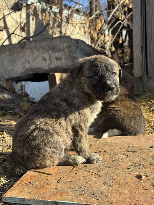 Щенки в добрые руки
