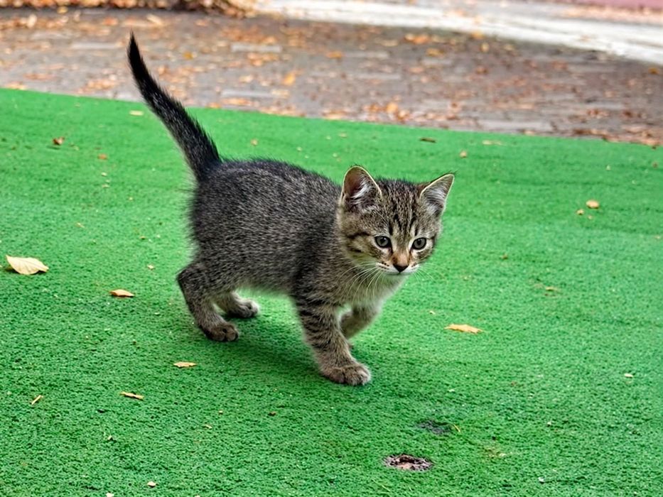 Котенок (2 месяца)
