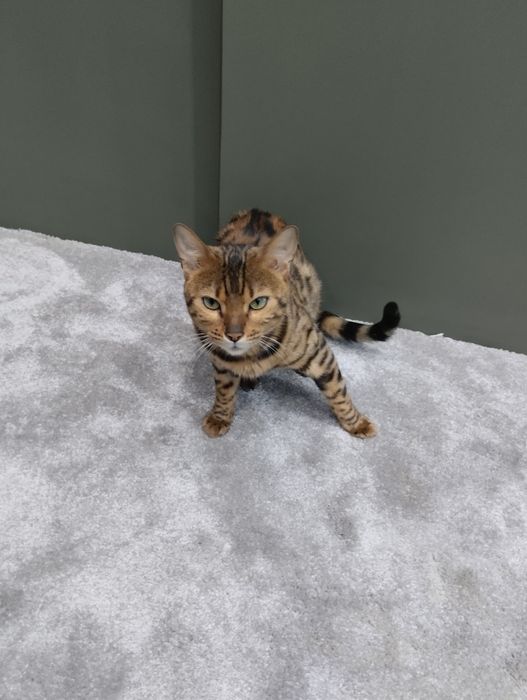 Бенгальская кошка девочка