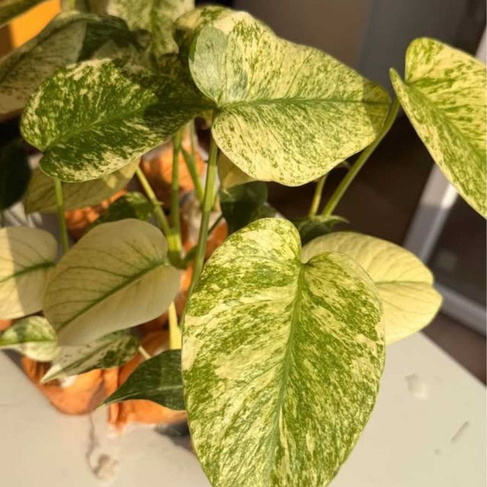 Добре вкоренена "Monstera Mint"
