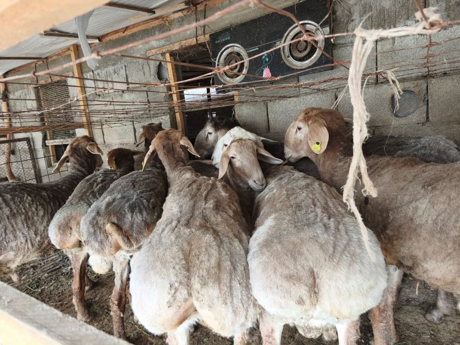 Арашан  токтылар