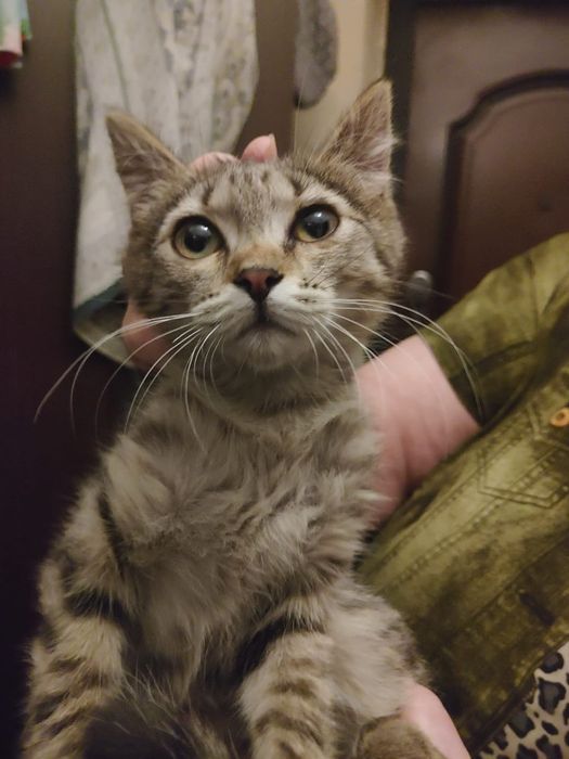 Котенок, девочка, 3 месяца
