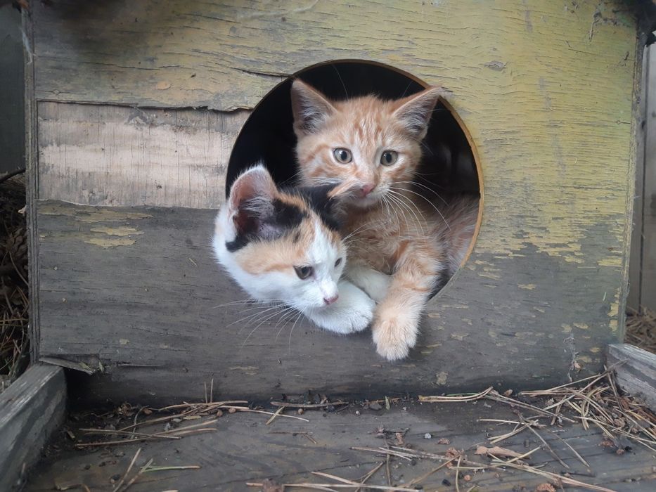 Печник. Камины.  Барбекю.