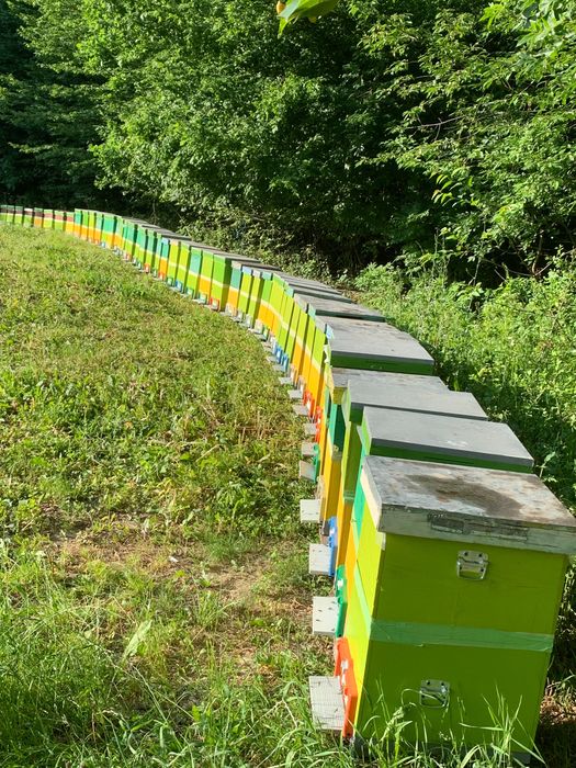 Dau stupi Populati pe 10 rame ,fund de plastic cu colector de polen și capac din tablă