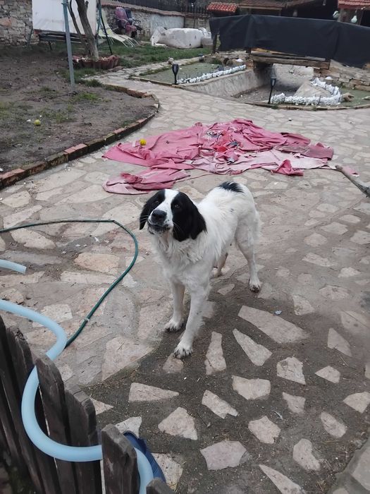 Подаряват се малки кученца на 45 дни