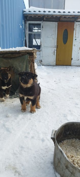 Отдам щенков лайки