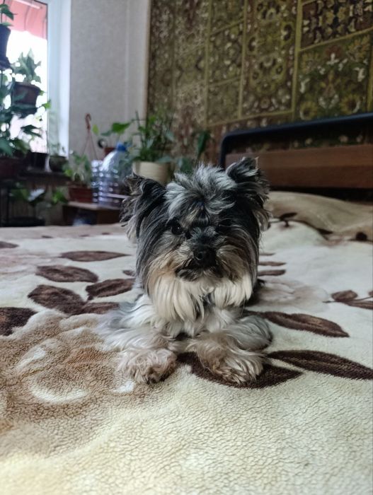 Породистый йоркширский терьер