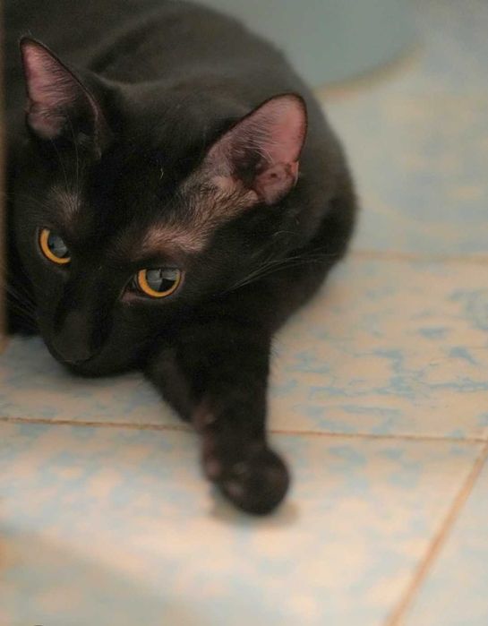 Motan Blacky castrat negru stralucitor