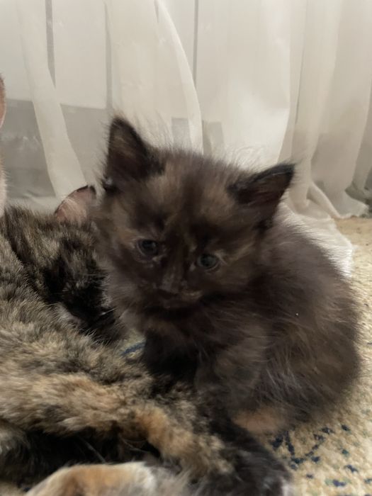 Отдаем котят бесплатно