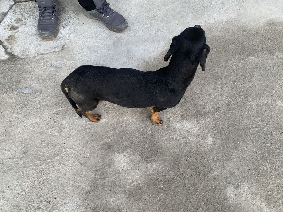 Продается собака Такса