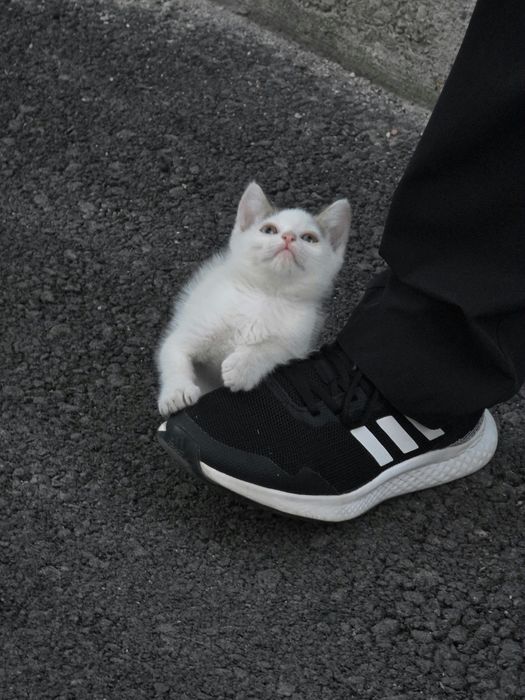 Отдам котенка в добрые руки
