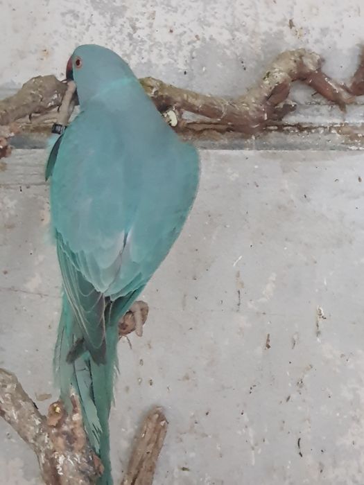 Продавам папагали