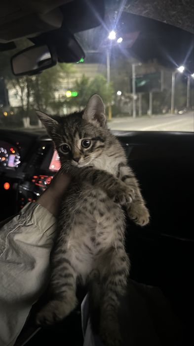 котенок мальчик 2-2,5 месяц