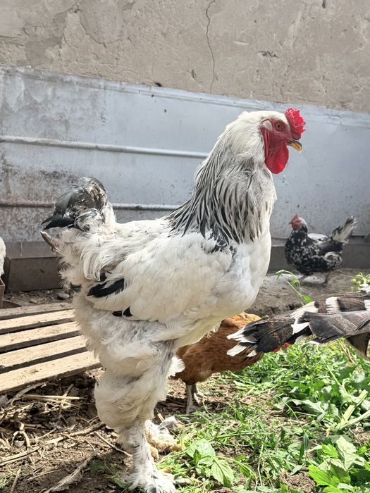 Продам цесарок и петух брамма