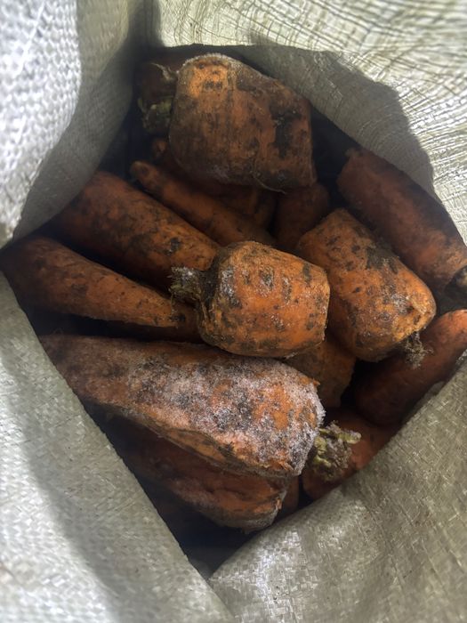 Кормовая морковь