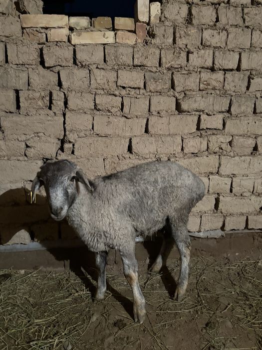 Осы токты кошкар сатылады