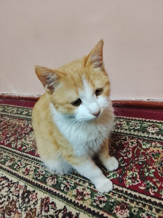 Отдам даром кошка обучена ходить в теплицу