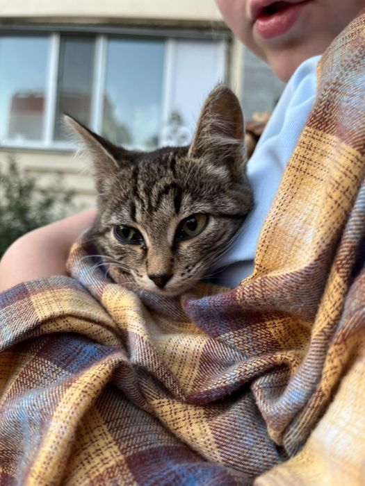 Котенок девочка