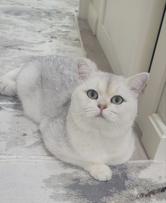 ВЯЗКА британский шиншилла кот ! Приглошает кошек на свиданю . Vyazkaga