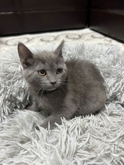 Британский котенок