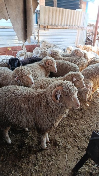 Продам баранов (кошкары)